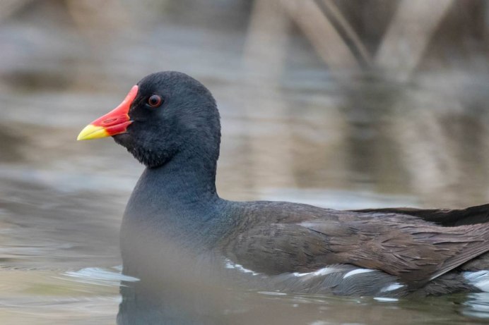 Северная утка Гоголь