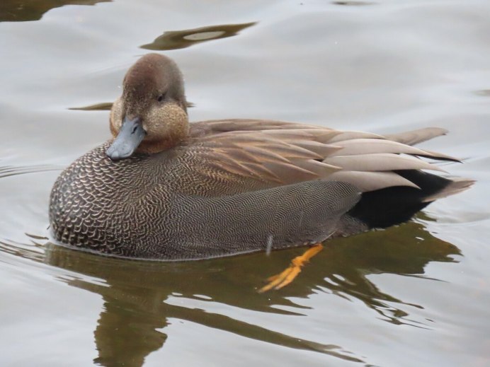 Болотная Курочка лысуха