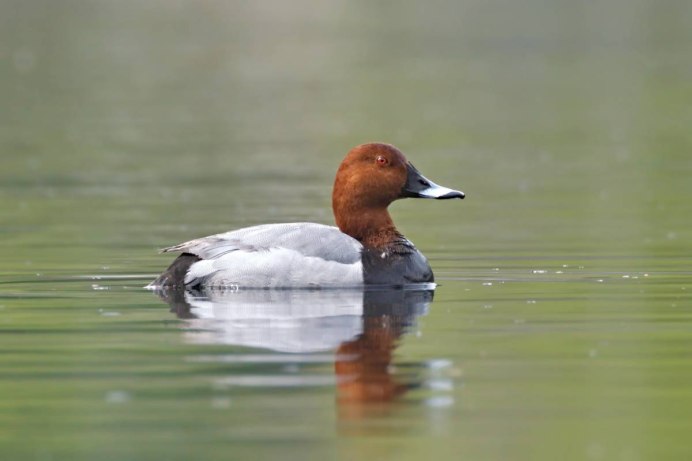 Чомга водоплавающая птица