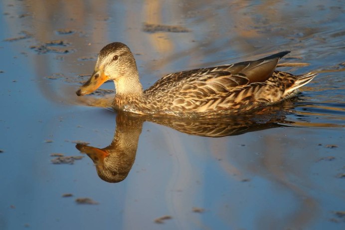 Водоплавающие и Сухопутные птицы
