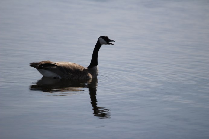 Водоплавающие птицы черного моря