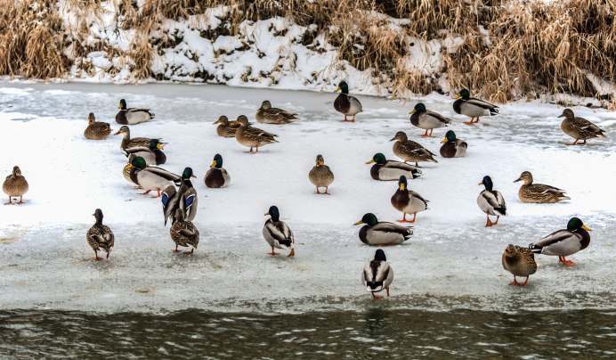 Утка кряква зимой