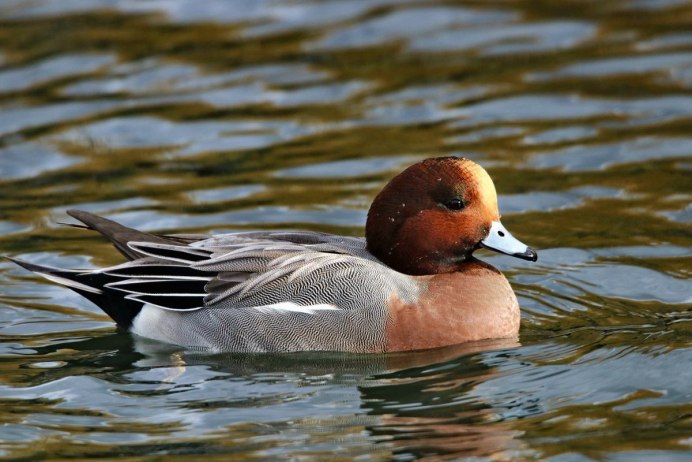 Утка нырок Ленинградская область