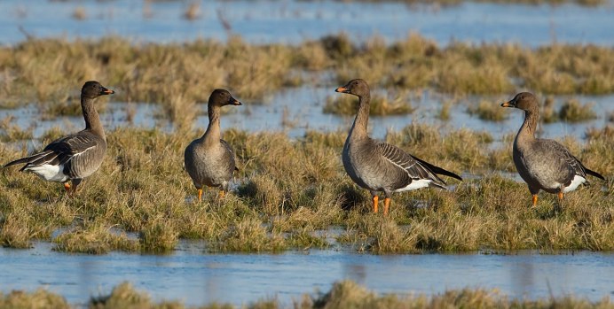 Утка нырок поганка