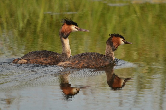 ;Водоплавающие птицы: утка, лебедь;
