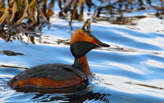 Горбоносый Турпан