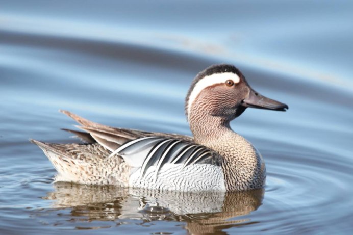 Чирок-трескунок Википедия