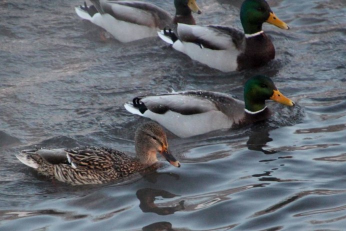 Молодой селезень кряквы