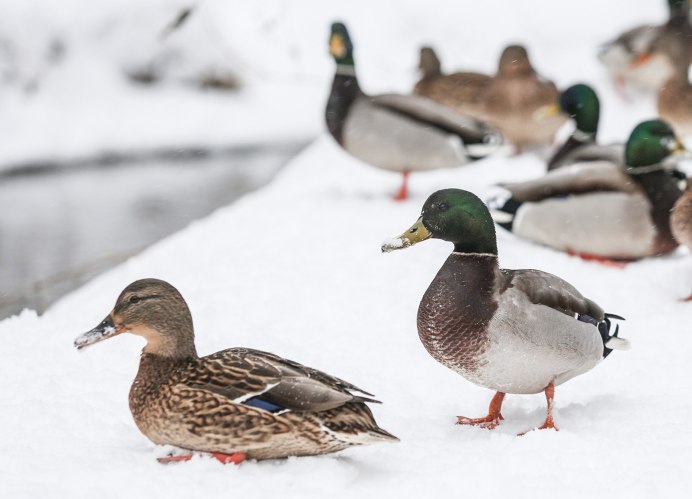 Большой крохаль Mergus Merganser