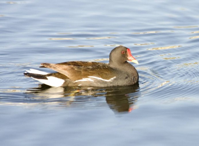 Водоплавающие птицы утка кряква гуси