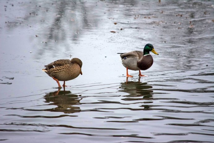 Чомга птенец