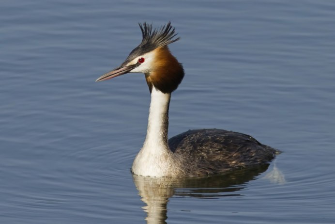 Водоплавающие утки Ленинградской