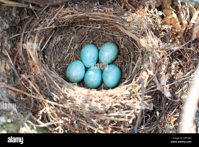 Голубые яйца в гнезде