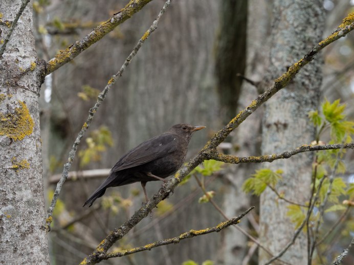 Чёрный Дрозд птица гнездо