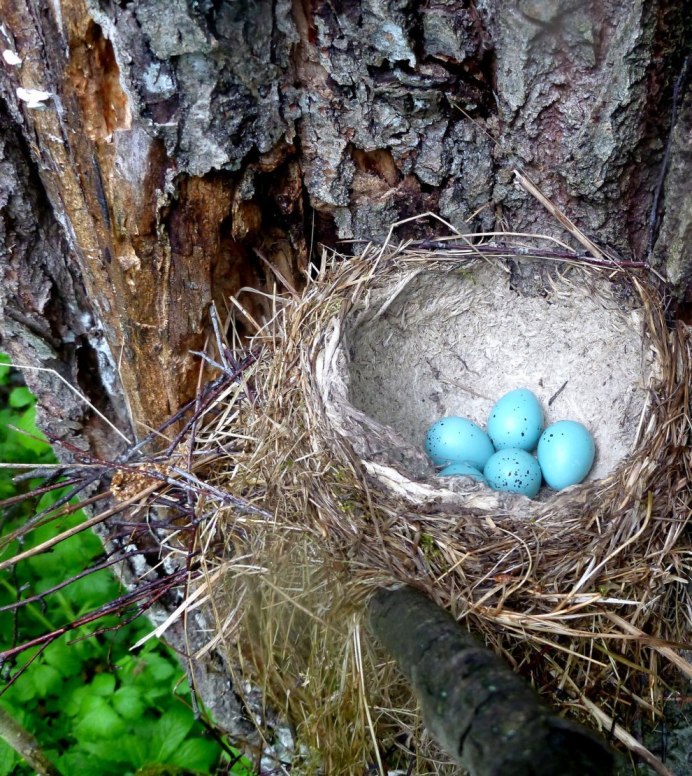 Гнездо с птенцами и птенцом кукушки