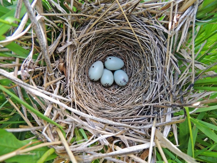 Чёрный Дрозд птица гнездо