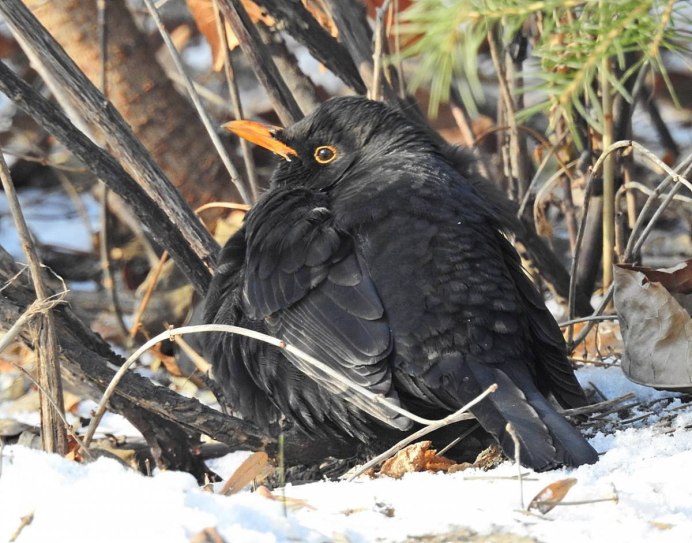 Яйца певчего дрозда