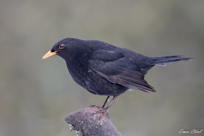 Голубые пятнистые яйца