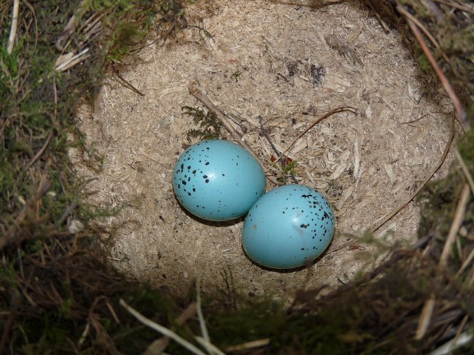 Яйца птиц в крапинку