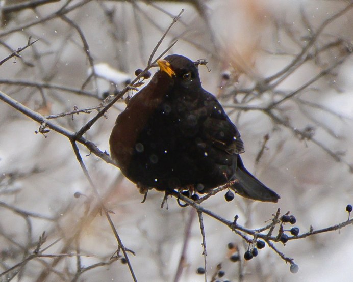 Дрозды яйца птенцы