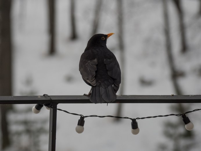 Зимующий черный Дрозд