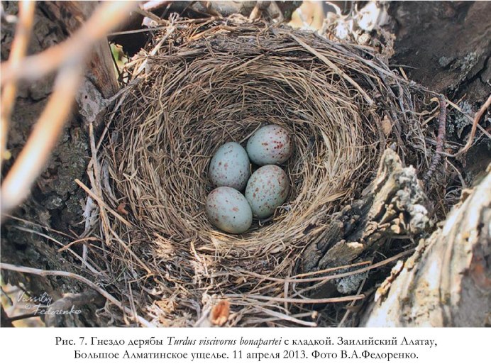 Чёрный Дрозд птица гнездо