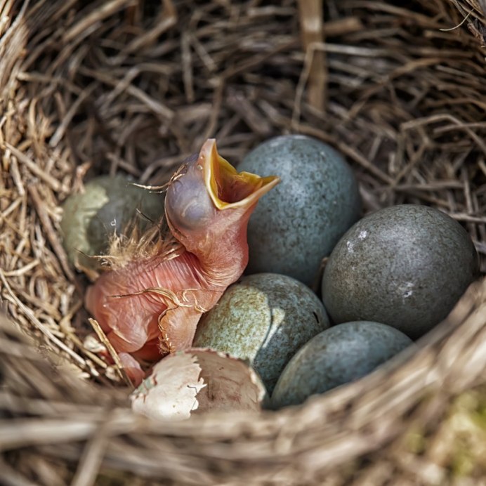 Коноплянка птица гнездо яйца