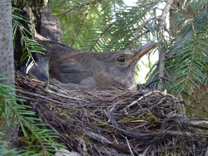 Гнездо дрозда рябинника
