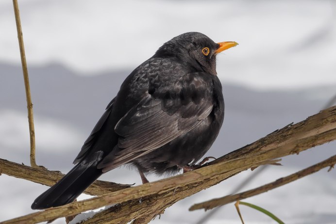 Краснодарский чёрный Дрозд