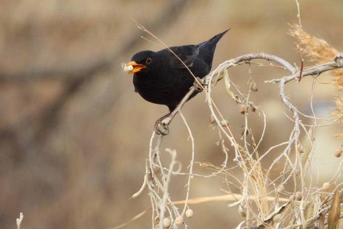 Чёрный Дрозд фото птицы зимой и летом