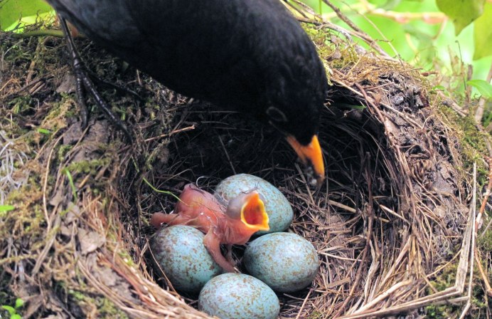 Каменка обыкновенная птица яйца