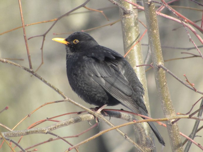 Чёрный Дрозд птица гнездо