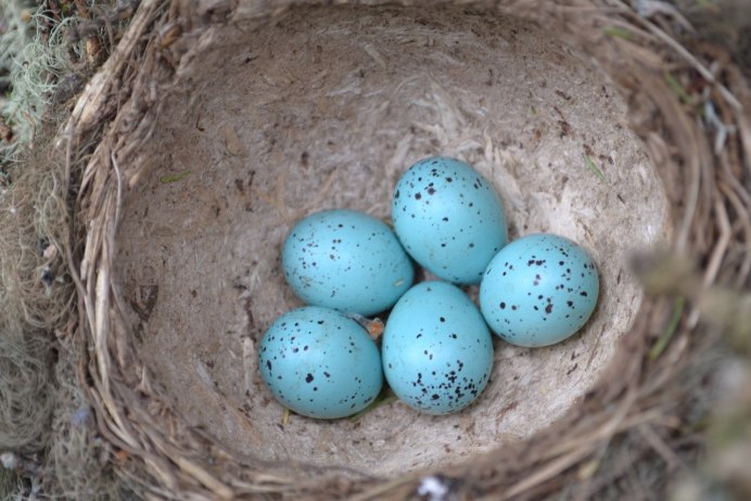 Птица Зяблик яйца в гнездо