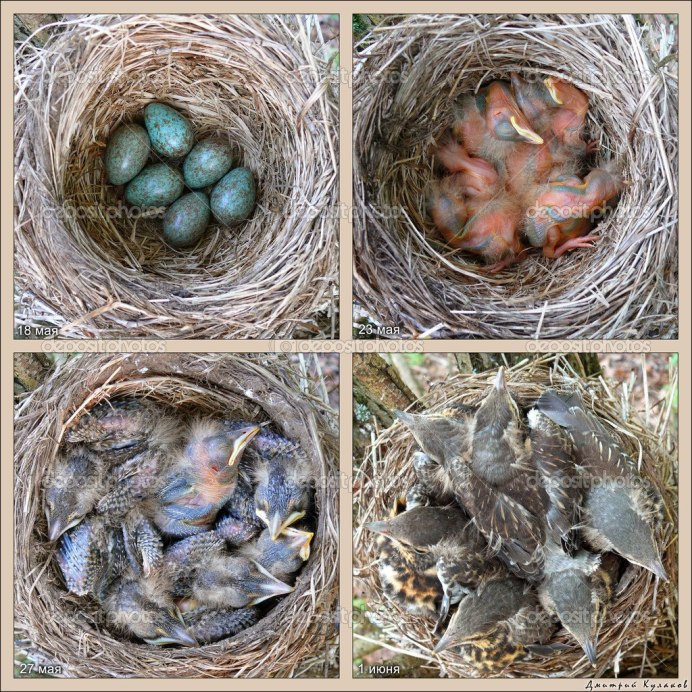 Яйца певчего дрозда