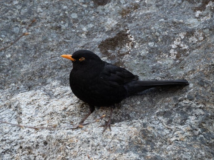 Черный Дрозд чучело