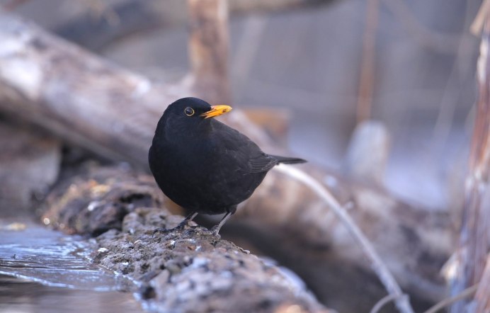 Черный Дрозд гнездование