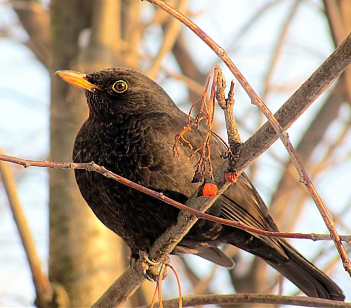 Черный Дрозд птица