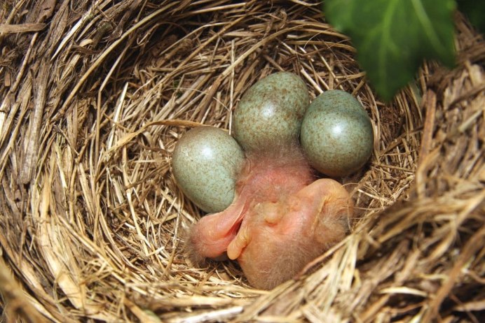 Гнездо дрозда певчего с яйцами