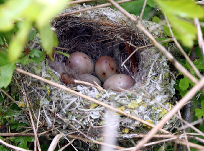Яйцо кукушки в гнезде дрозда