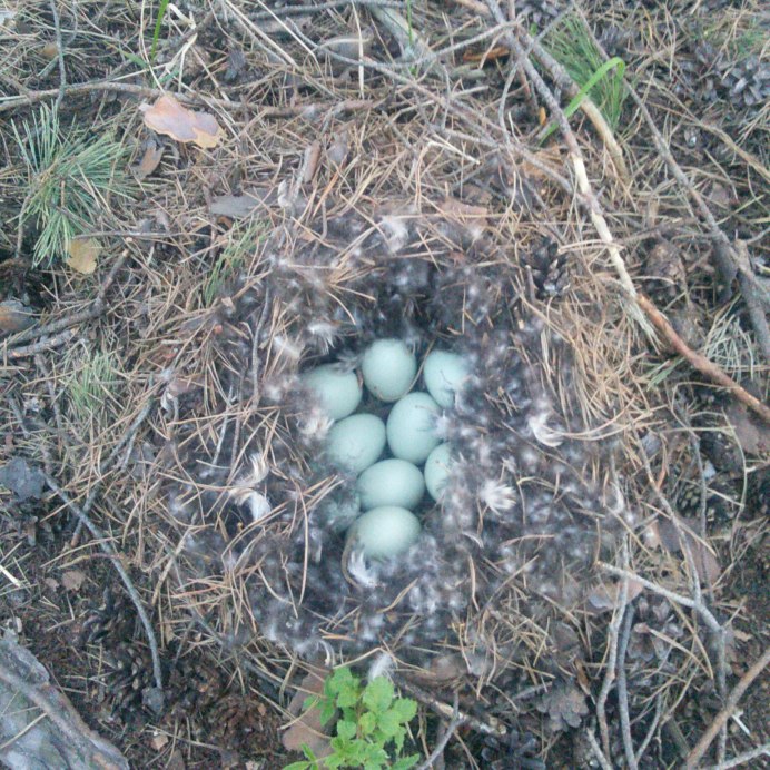 Гнездо певчего дрозда