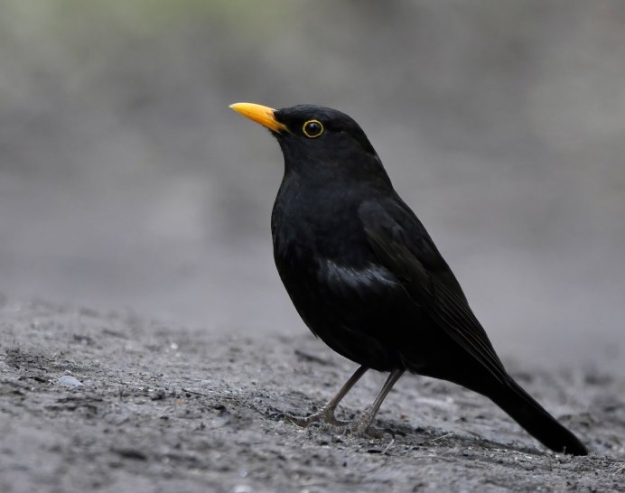 Яйца скворца в гнезде