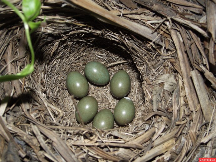 Птенцы и яйца Дроздов