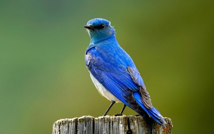 Blue Bluebird