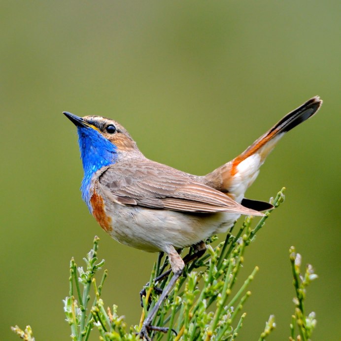 Island Scrub Jay