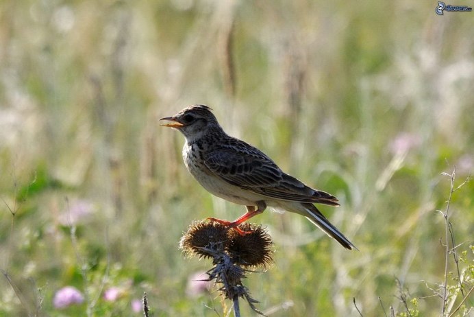 Луговой конек (Anthus pratensis) 237. Краснозобый конек