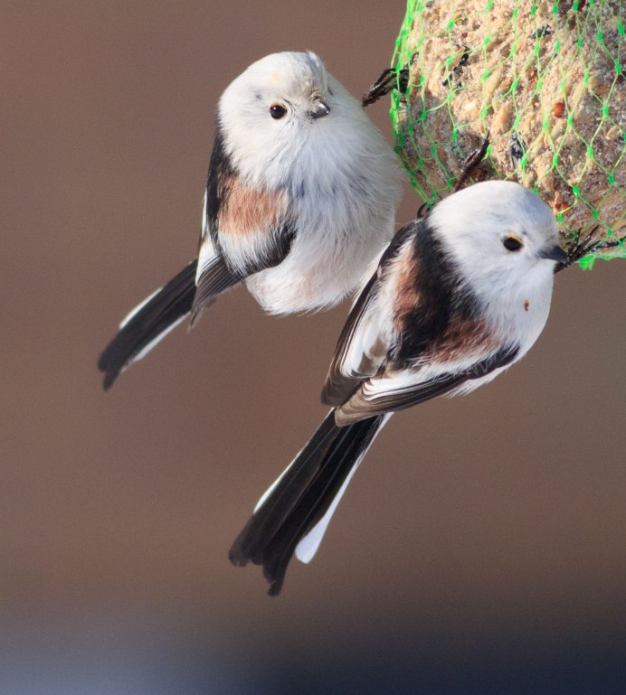 Тиссовая синица Parus varius