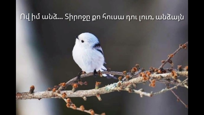 Шима энага птица