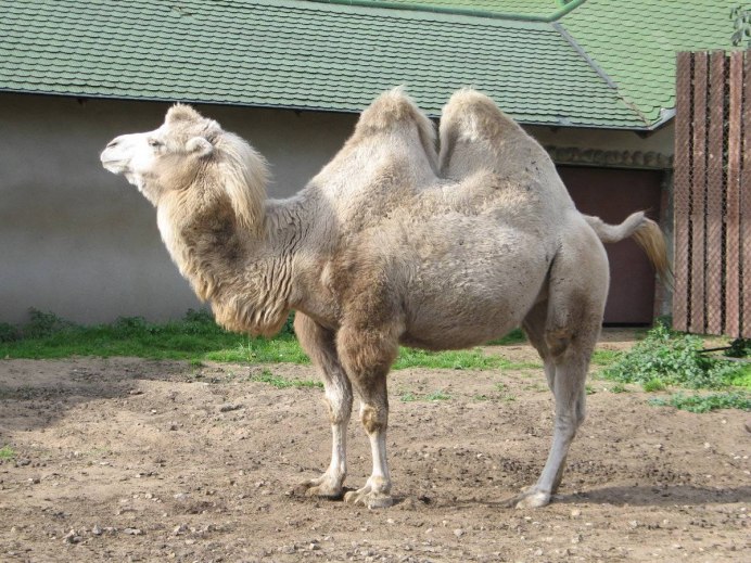 Шарм Эль Шейх верблюд