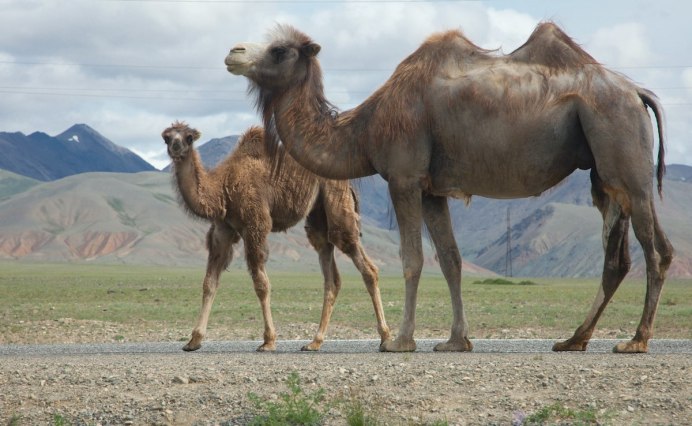 Baby Camel