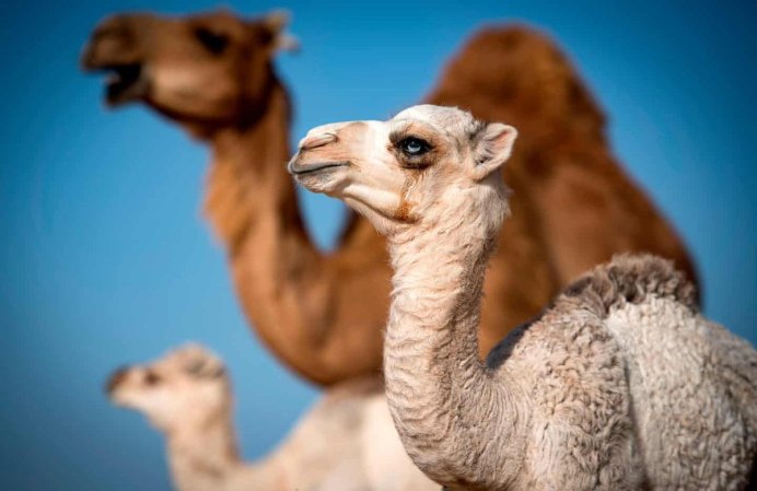 Camel White